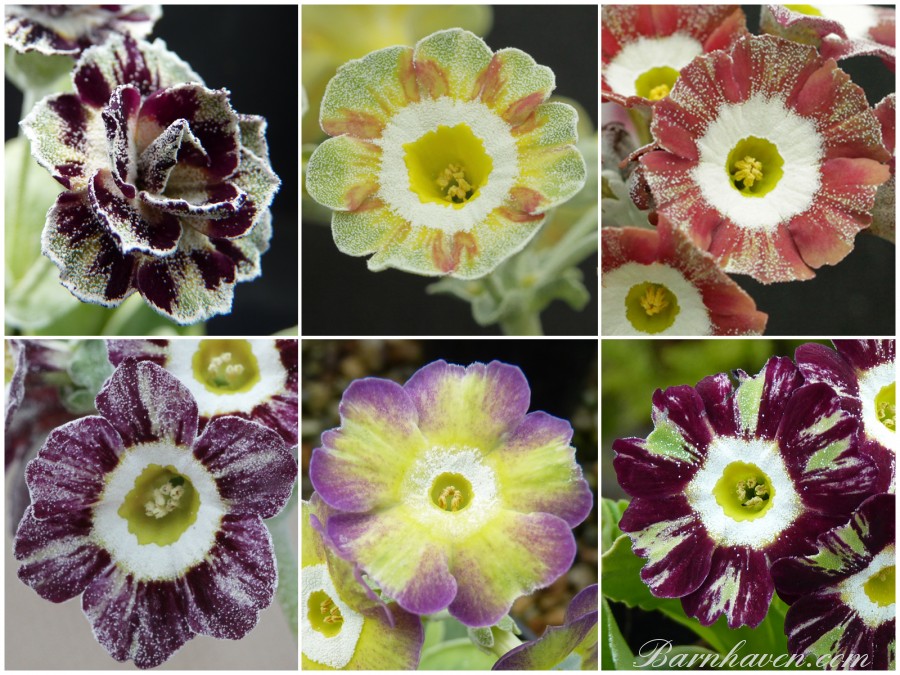 Striped auricula collection 