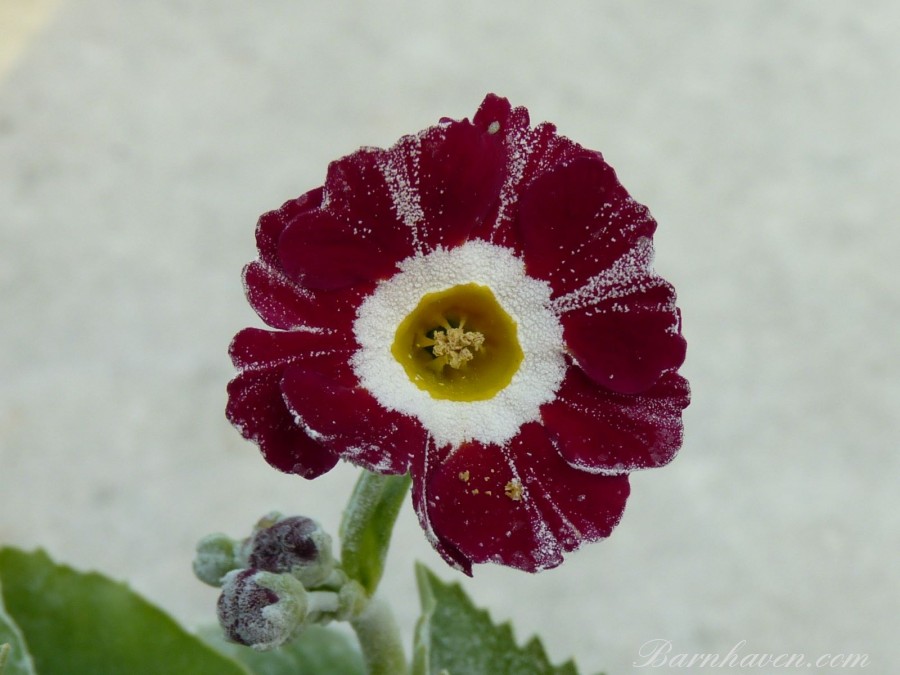 Striped auricula Marion Tiger
