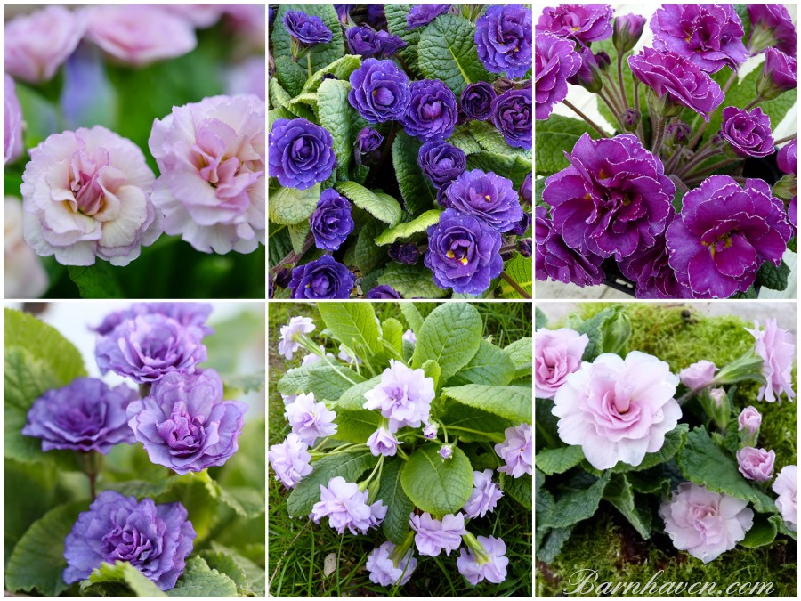 Collection of double primroses - purple, pink