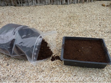 Substrat pour semis de primevères