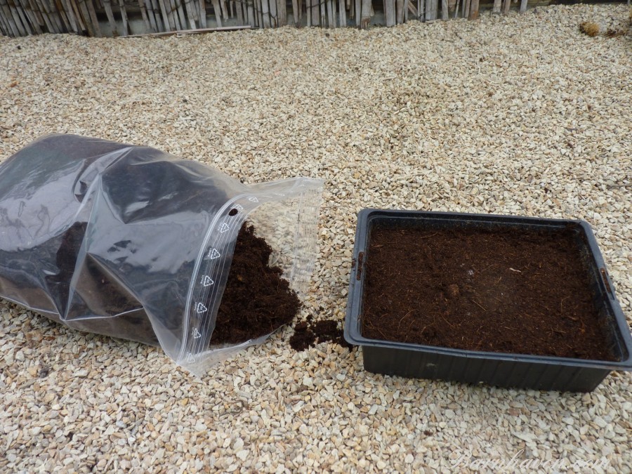 Substrat pour semis de primevères