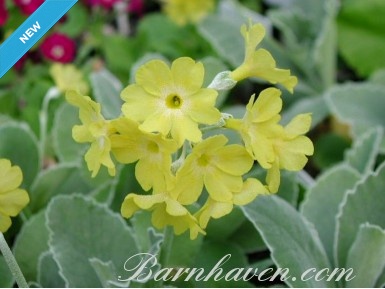 Border auricula Old Yellow Dusty Miller