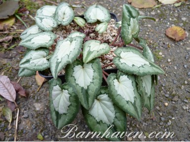 Cyclamen hederifolium