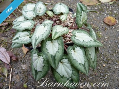 Cyclamen hederifolium 