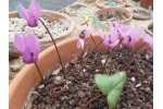 Cyclamen purpurascens  'silver leaf' 