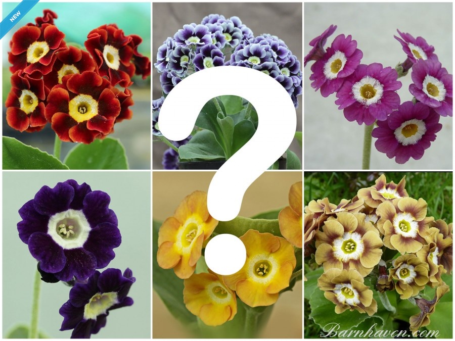 NAMED BORDER AURICULAS - Open pollinated seed mix