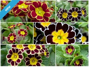 GOLD AND SILVER-LACED PRIMULA - Seed mix