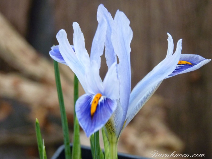 Dwarf Iris 'Carolina'