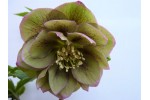 Double pink ang green hellebore