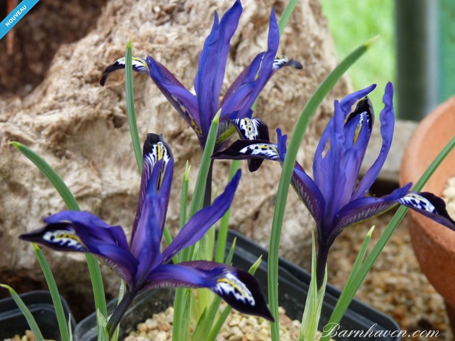 Iris reticulé 'Blue Note'