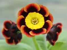 Gold-centred Alpines