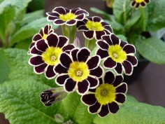 Gold Laced Polyanthus