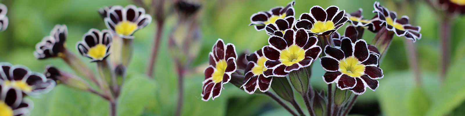 Gold Laced-Polyanthus