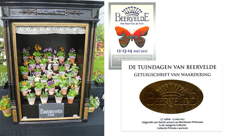 Besondere Auszeichnung der Botanischen Jury für unsere Sammlung von Primula auricula