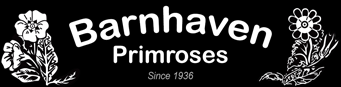 Barnhaven Primroses
